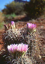 Whipple’s fishhook cactus in bloom,